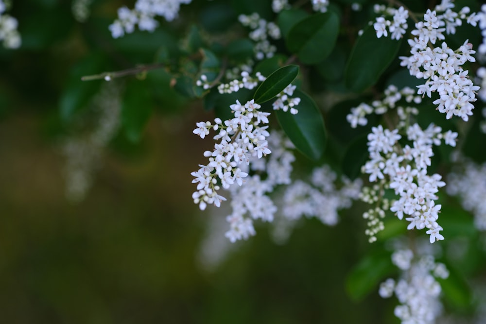 a bunch of small white flowers on a tree