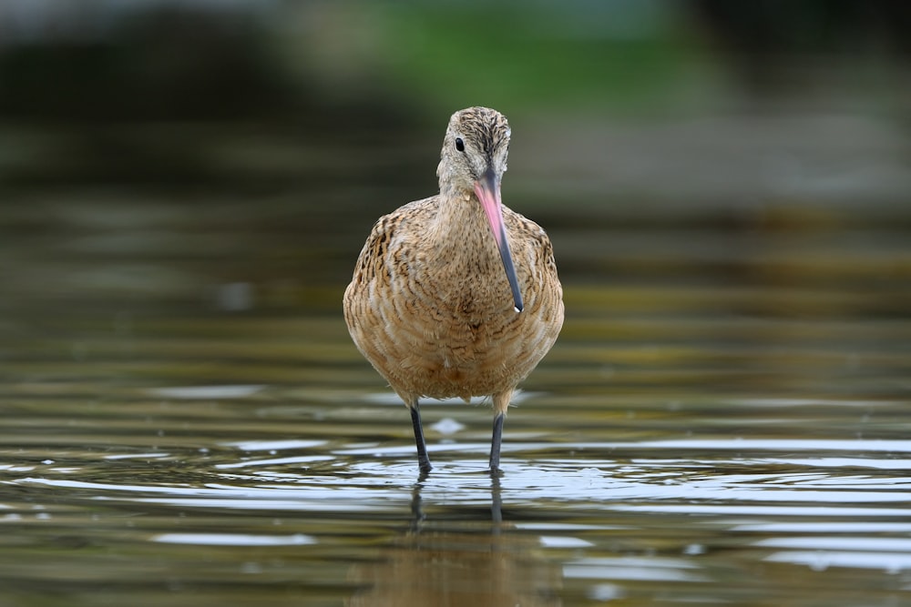 a bird with a long beak standing in the water