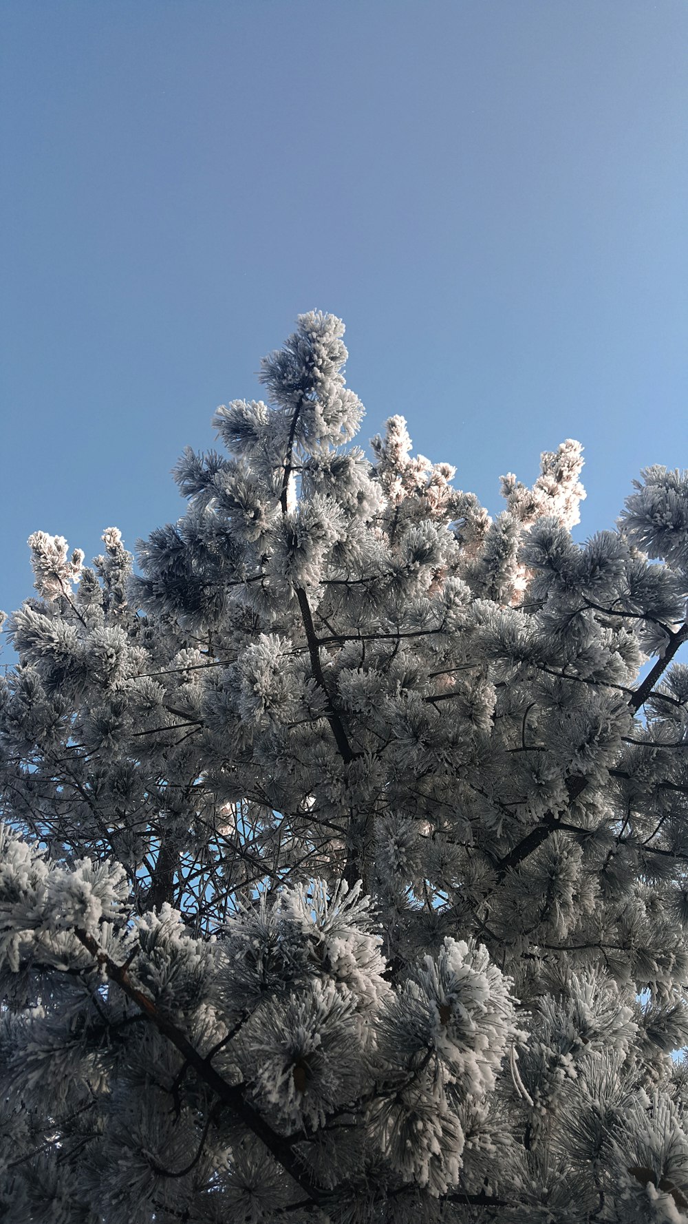 a very tall tree with lots of snow on it