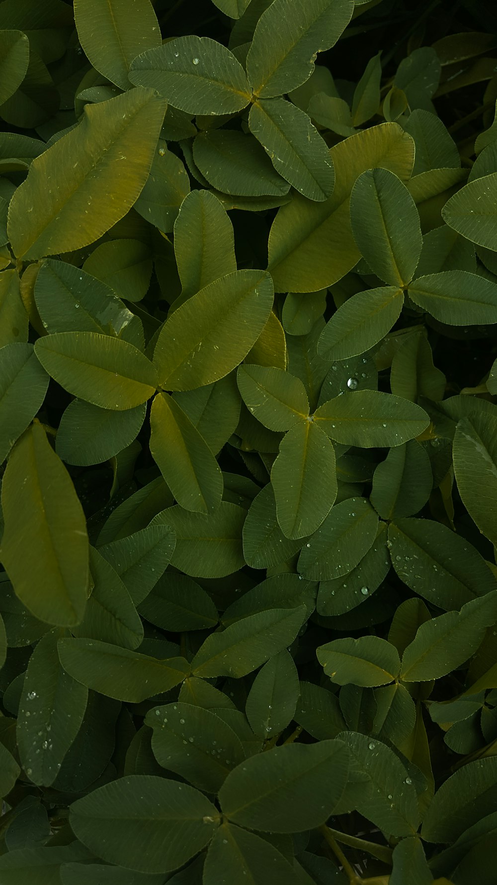 a bunch of green leaves with drops of water on them