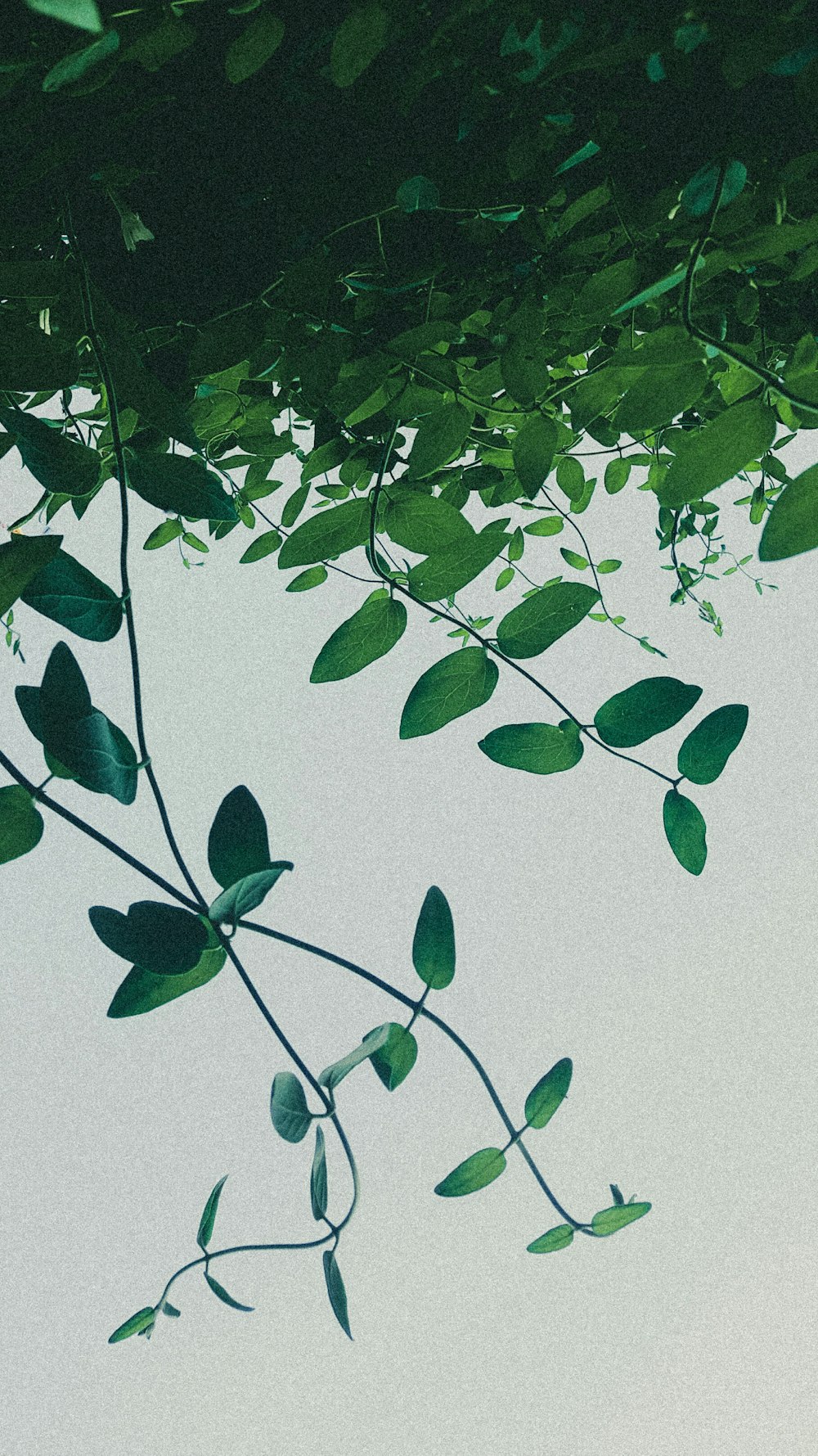 a tree branch with green leaves hanging from it