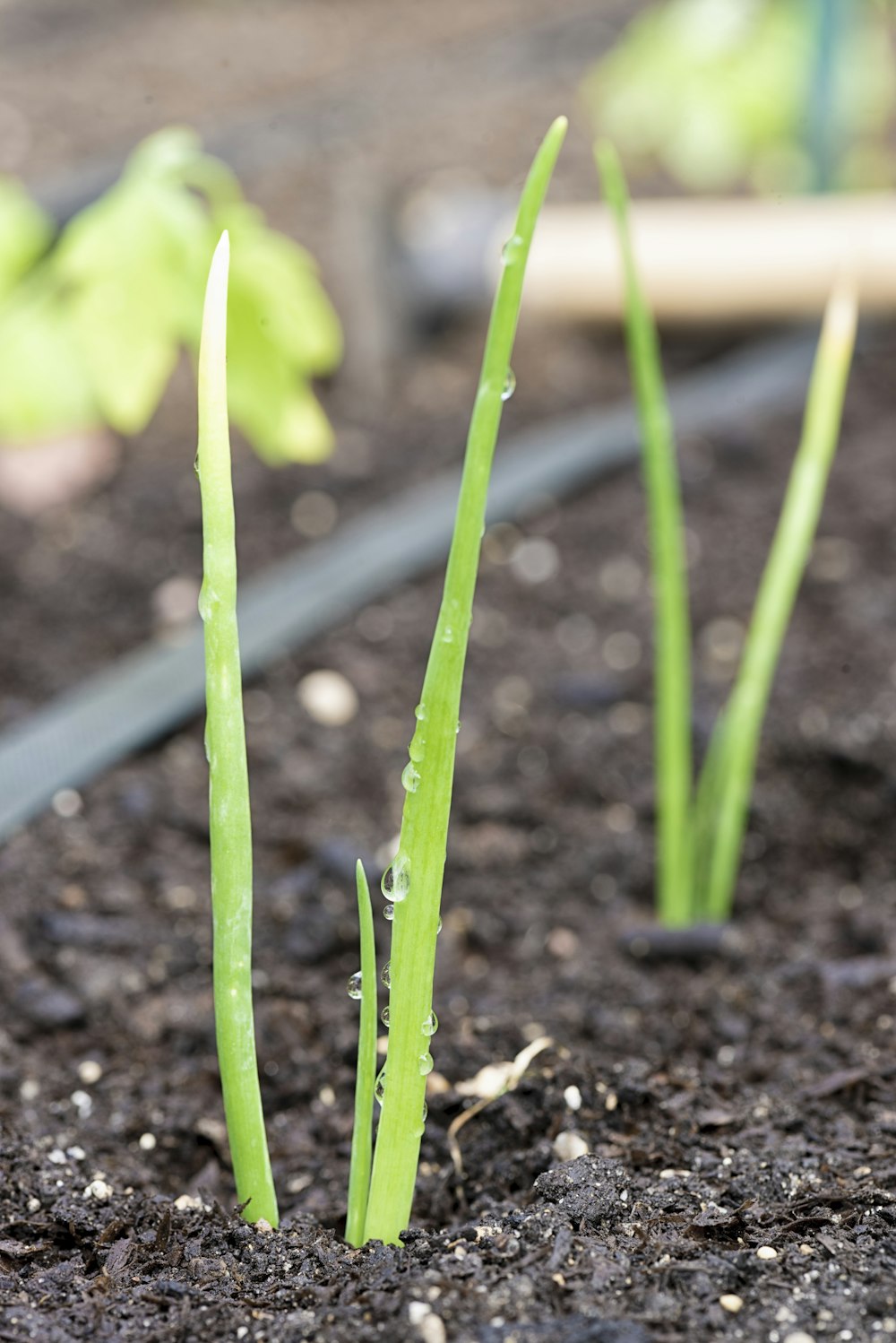 a close up of a plant growing in dirt