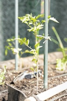 A young plant with green leaves is staked in a small garden bed. The soil is dark and appears to be well-tended. In the background, there is a blurred green fence, indicating it's outdoors. A gardening tool is partially visible near the plant, suggesting recent or ongoing gardening work.