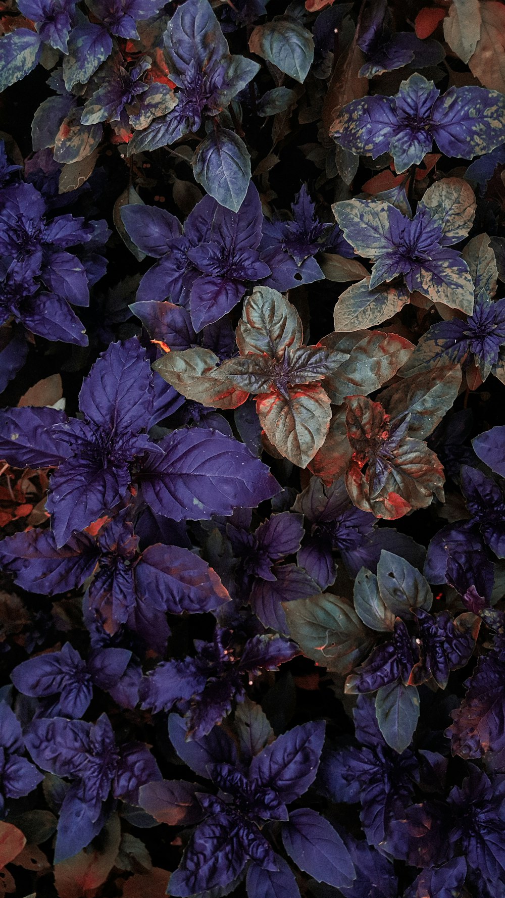 隣り合った紫色の花の束