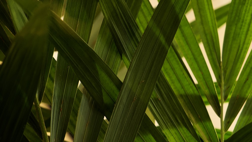 a close up of a green plant with lots of leaves