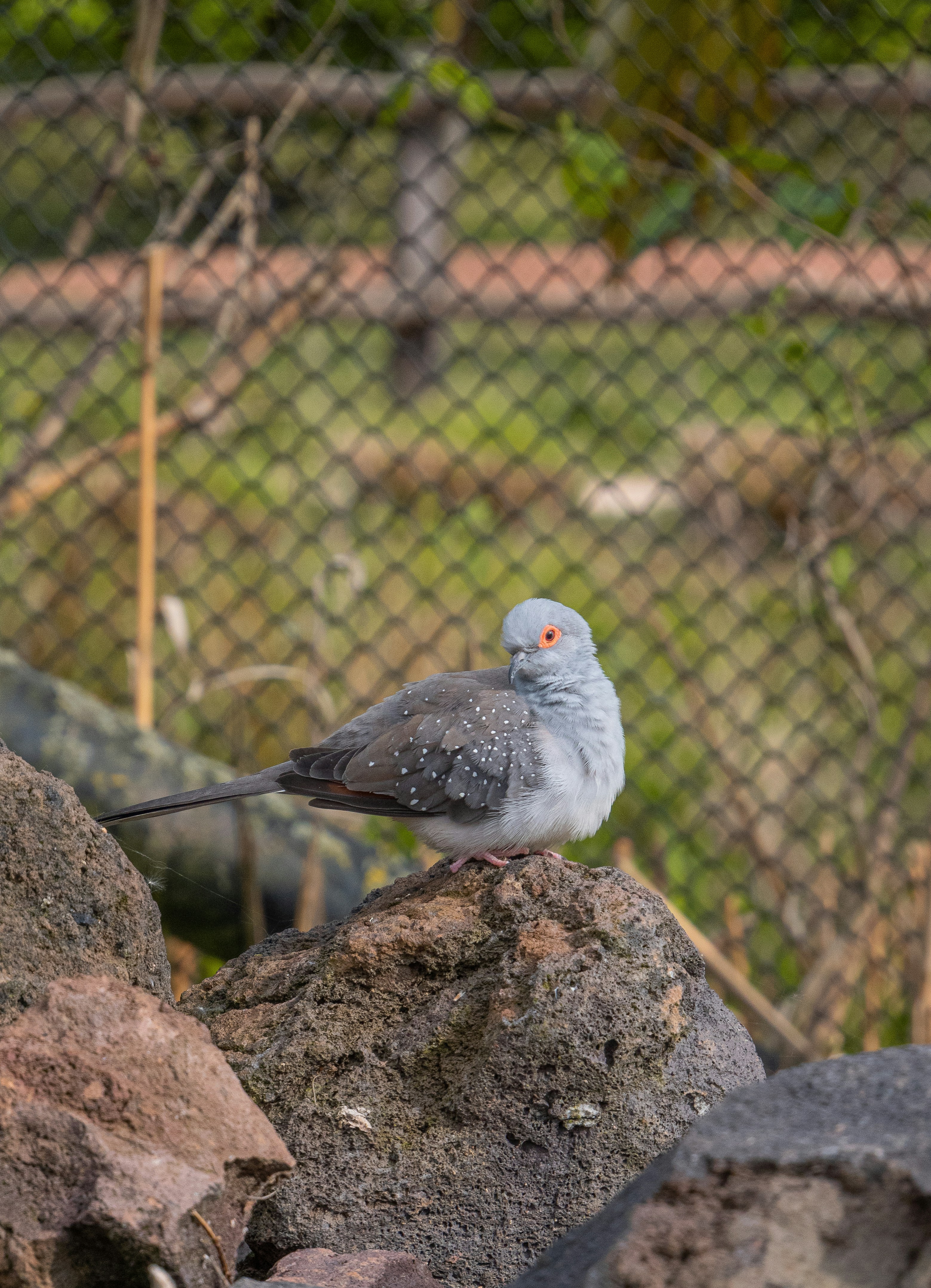 a bird sitting on top of a pile of rocks