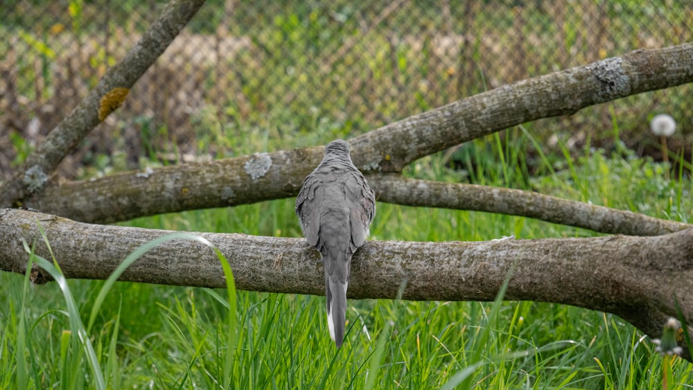 a bird sitting on a branch in the grass