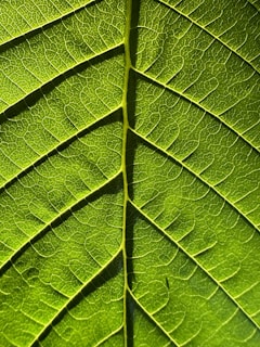 Close-up of a green leaf with intricate insect-made trails forming a delicate natural artwork.