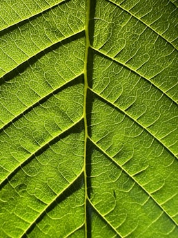 Close-up of a green leaf with intricate insect-made trails forming a delicate natural artwork.