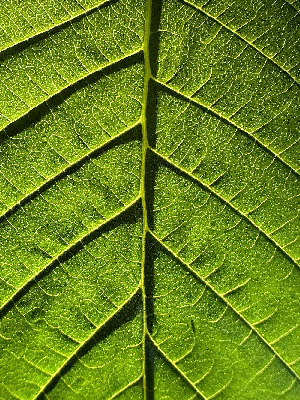 a close up view of a green leaf