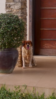 A dog sits on a tiled porch, next to a large, round potted plant with lush green foliage. The background includes a stone pillar and a wooden door.
