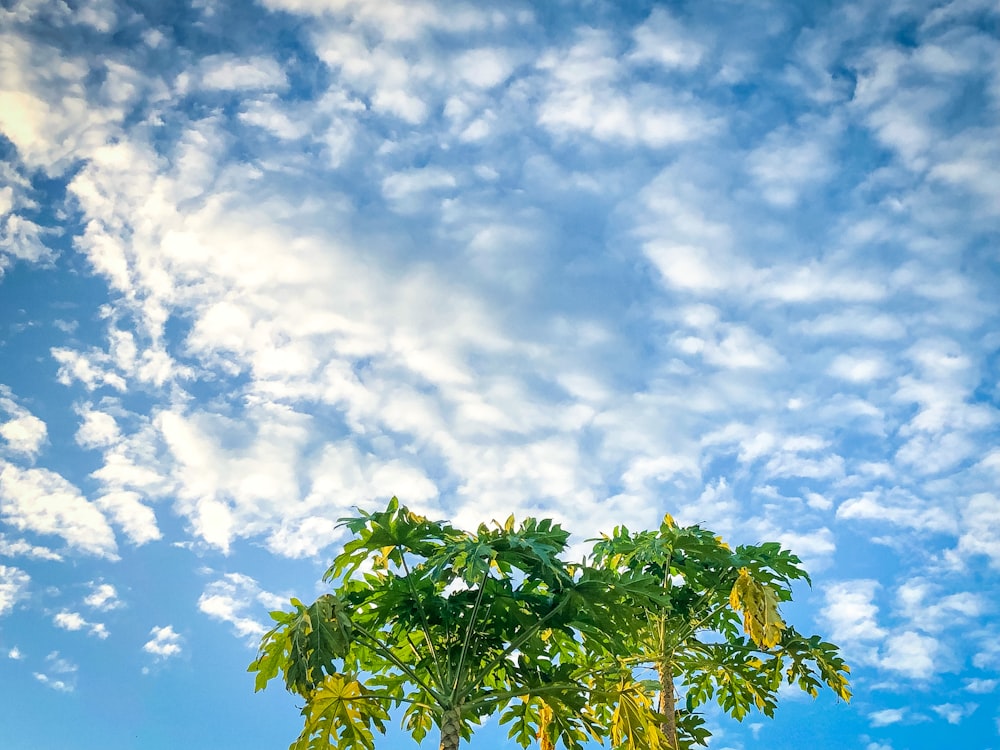 a tree with green leaves under a cloudy blue sky