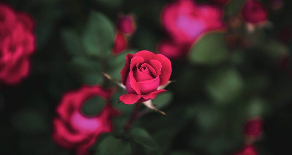 a red rose with green leaves in the background