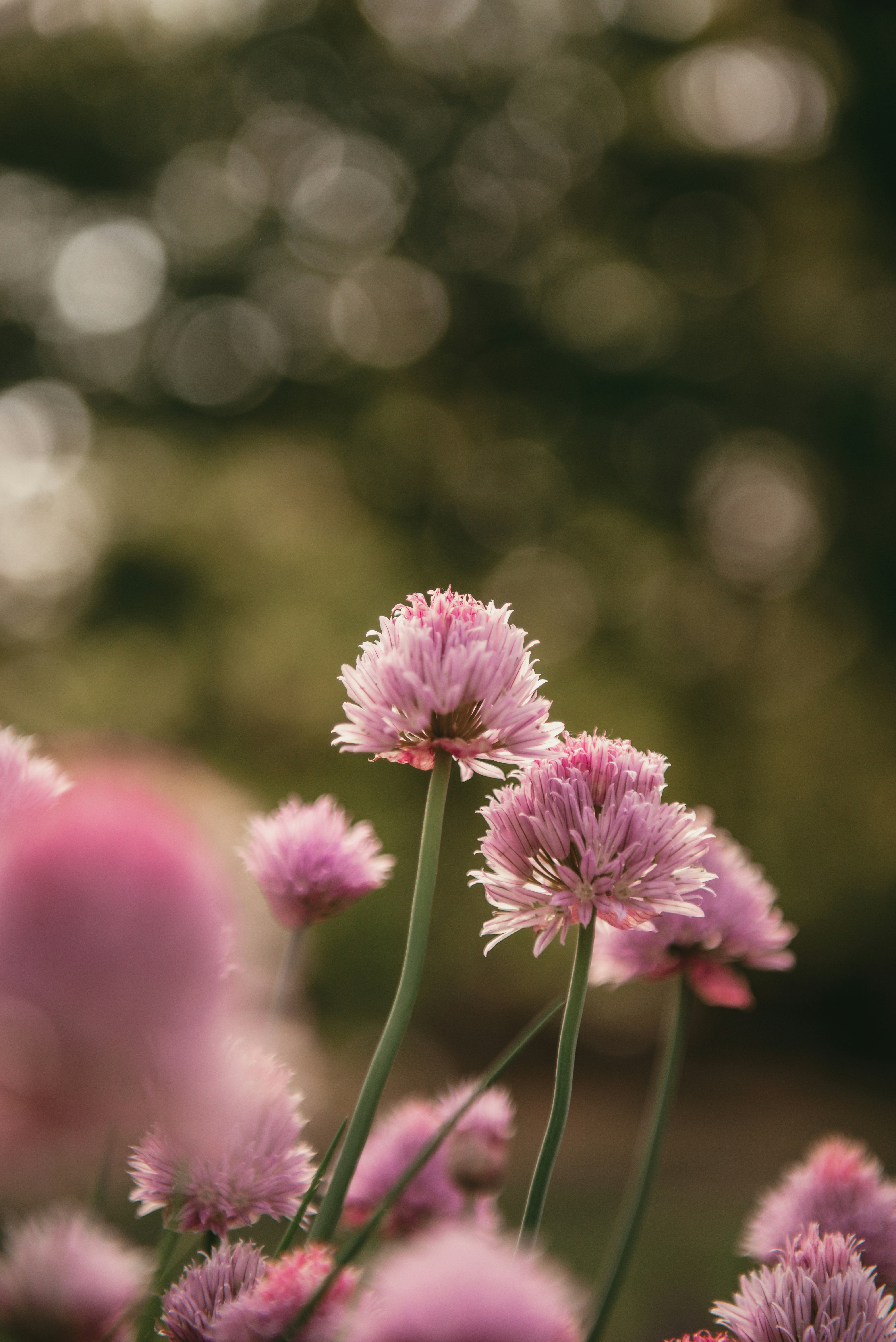 Photo by sadiecoulter