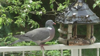 A pigeon is perched on a railing next to a rustic bird feeder. The feeder is made of natural wood and covered with a weathered, black roof. In the background, there are lush green trees and branches, creating a serene outdoor setting.