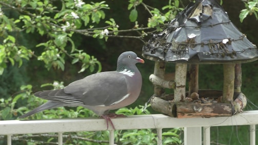 A pigeon is perched on a railing next to a rustic bird feeder. The feeder is made of natural wood and covered with a weathered, black roof. In the background, there are lush green trees and branches, creating a serene outdoor setting.