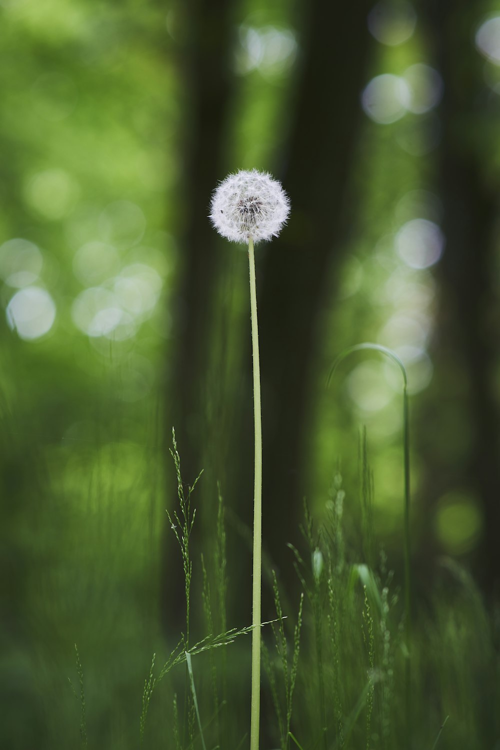 a dandelion in the middle of a forest