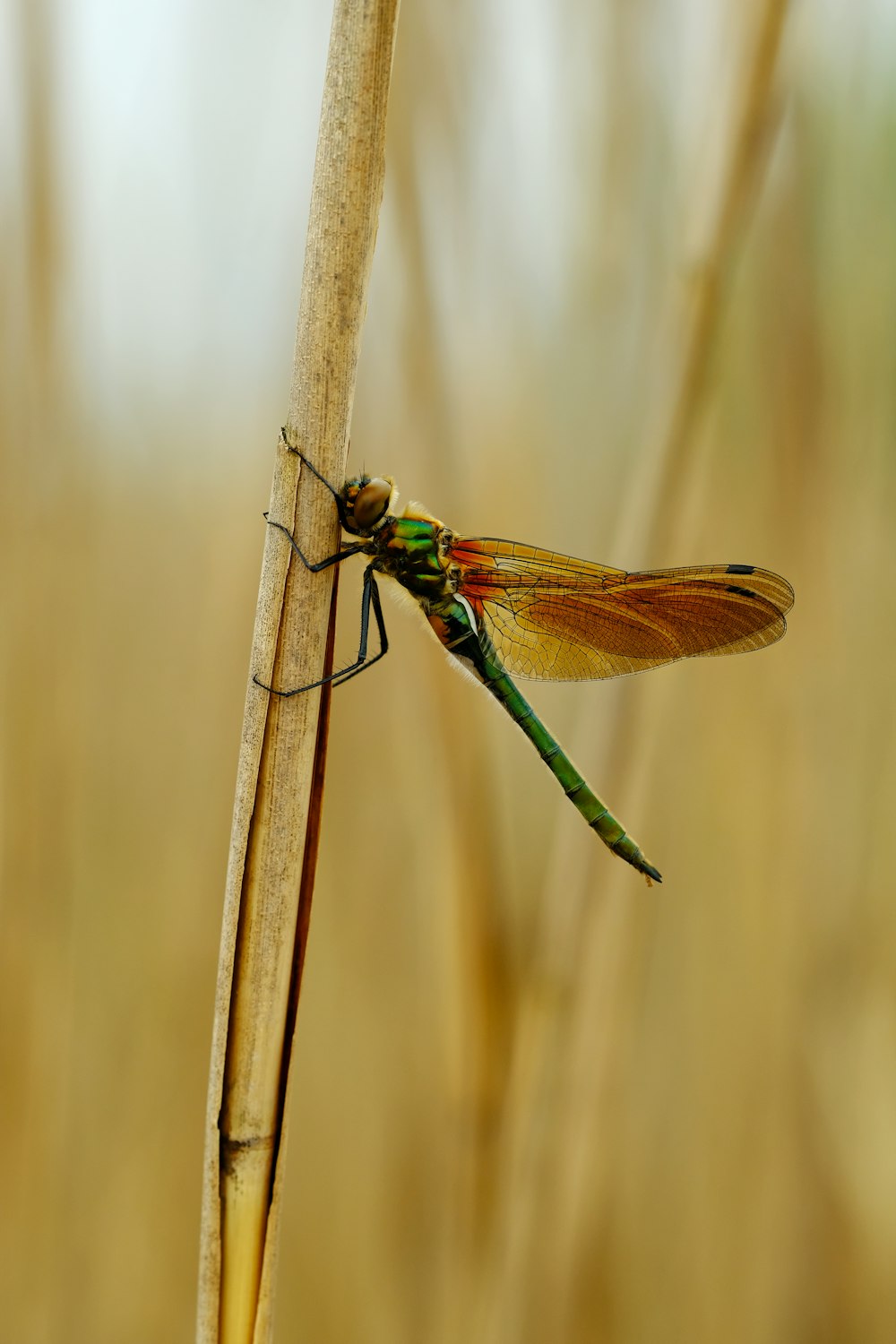 a green and brown dragonfly sitting on a plant