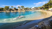 A serene lagoon with clear blue water bordered by sandy shores and lush green palm trees. A dolphin is visible swimming near the surface of the water, creating ripples. People can be seen walking along the edge of the lagoon, and seagulls are perched on the rocks in the foreground.