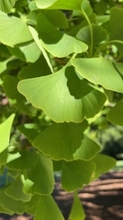 Close-up of fresh ginkgo biloba leaves with morning dew.
