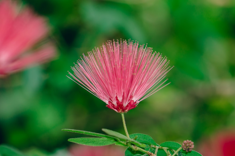 a close up of a pink flower with green leaves