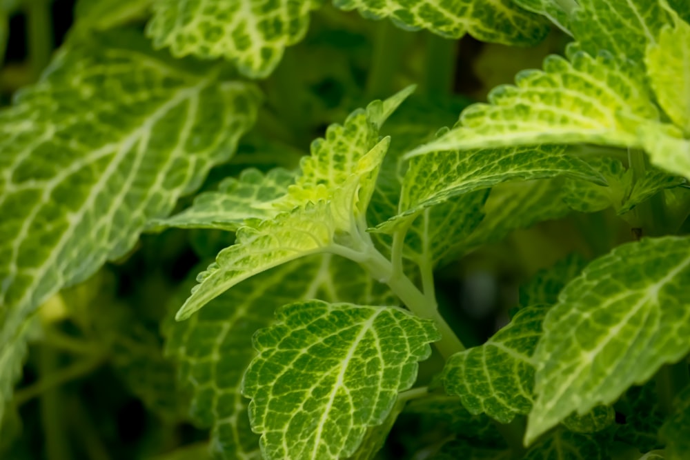 a close up of a green leafy plant