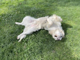 Happy dog playing freely in a spotless Marlbank Cove backyard with fresh green grass.