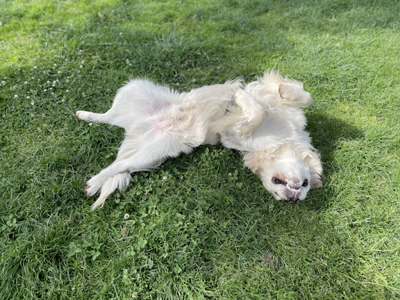 Happy dog playing freely in a spotless Marlbank Cove backyard with fresh green grass.