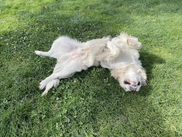 A happy dog playing in a clean, freshly scooped backyard.