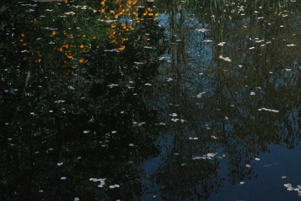 a pond filled with lots of water surrounded by trees