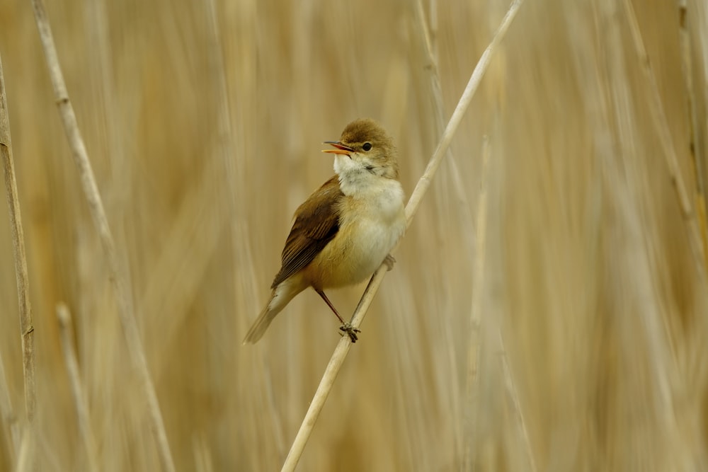 a small bird sitting on top of a dry grass field