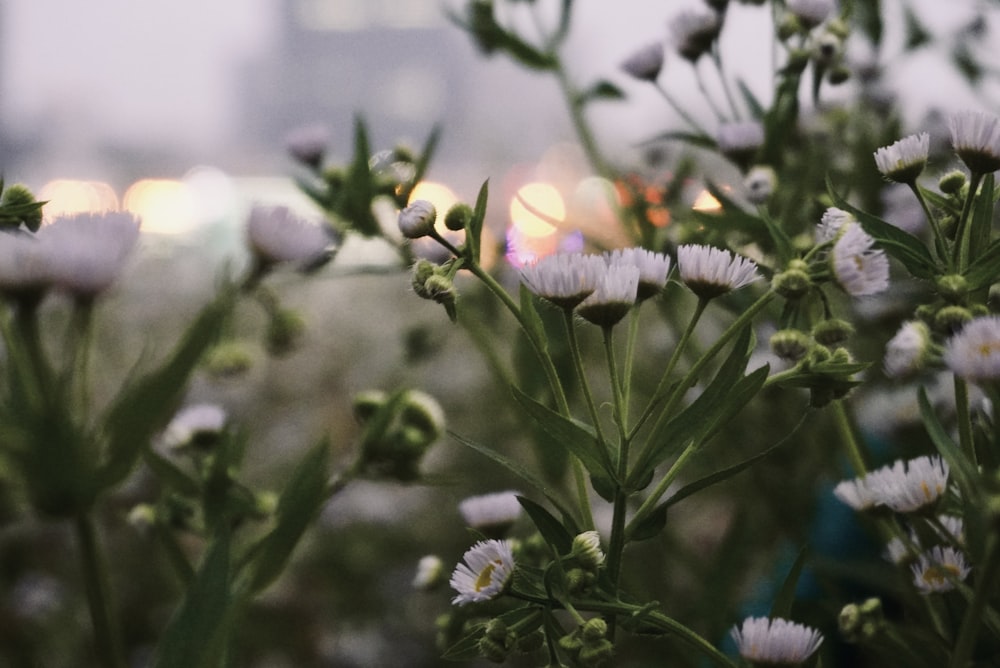 a bunch of white flowers in a field