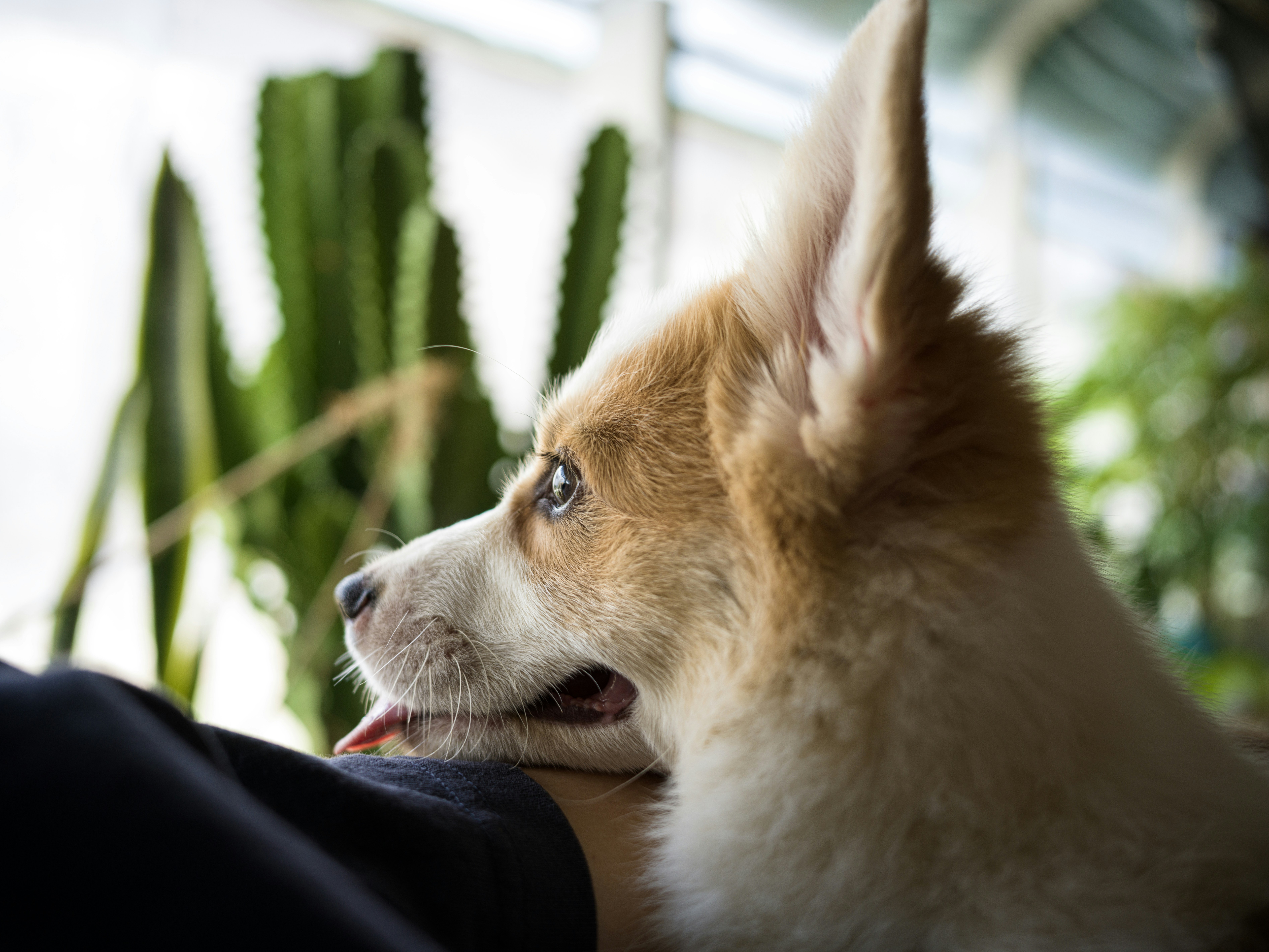 a small brown and white dog sitting next to a person