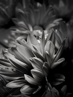 Artistic black and white photograph capturing the intricate layers of a paeonia flower.