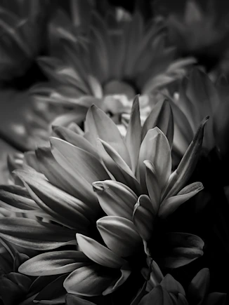 Artistic black and white photograph capturing the intricate layers of a paeonia flower.