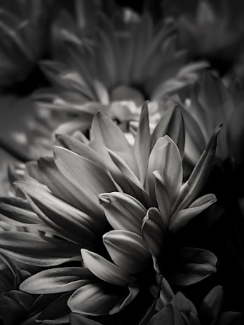 Artistic black and white photograph capturing the intricate layers of a paeonia flower.