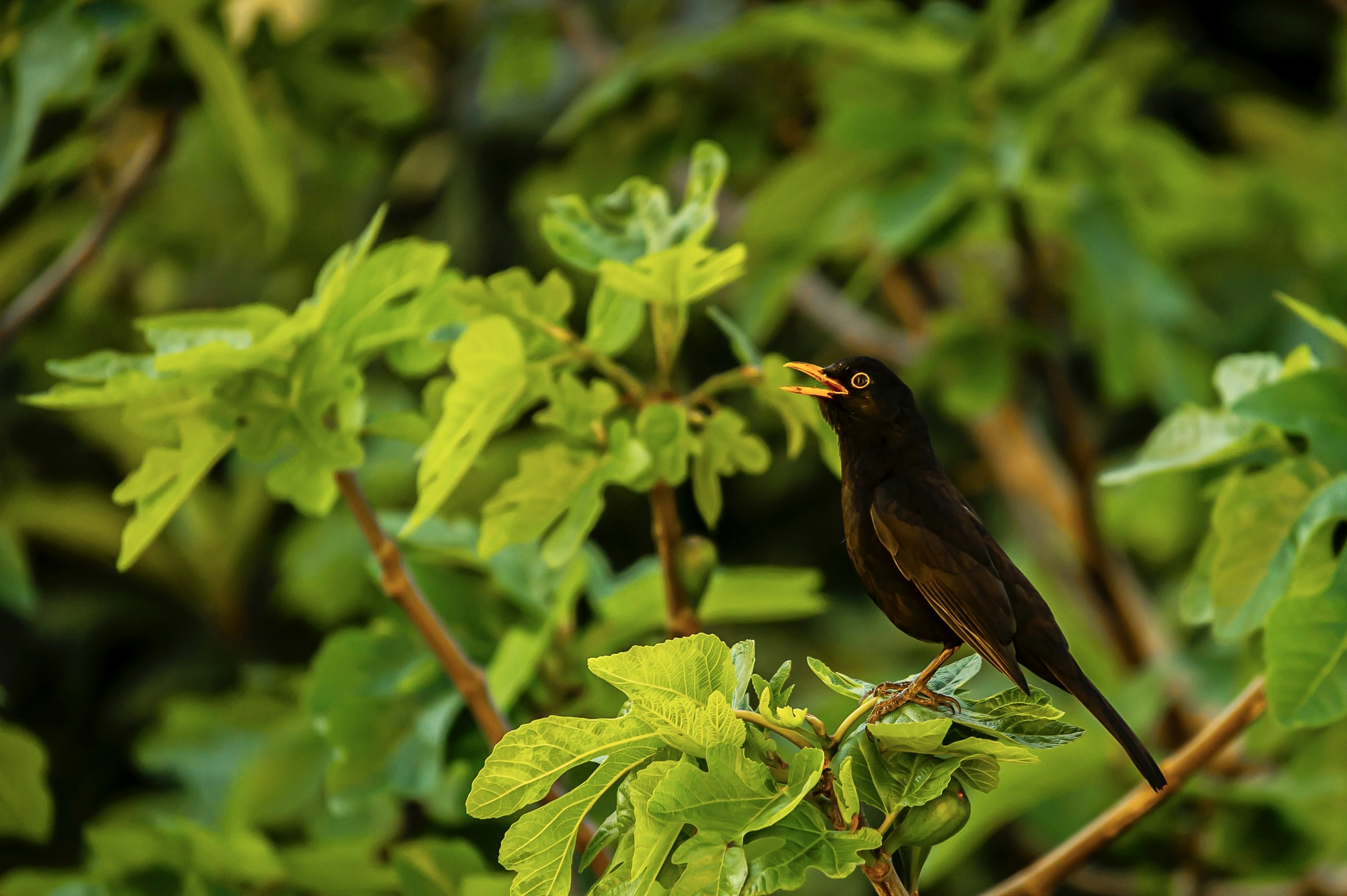 Photo by francescozedda_