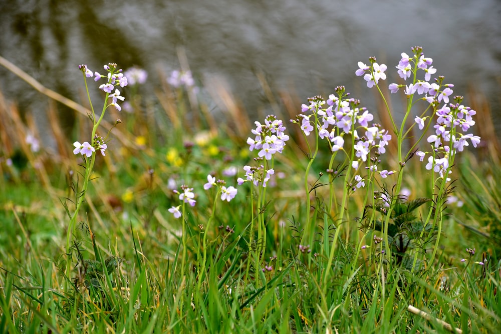 un mazzo di fiori che sono nell'erba