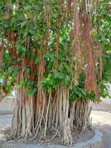 A sprawling banyan tree with aerial roots forming new trunks, symbolizing growth and stability.