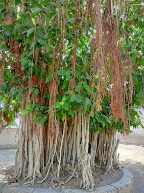 A serene banyan tree with sprawling roots symbolizing strength and community support.