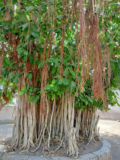 A serene banyan tree with sprawling roots symbolizing strength and community support.