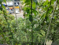 Dense green foliage fills the foreground, with a view of a street and buildings in the background. The leaves are lush and vibrant, suggesting a healthy growth of plants. There are vehicles and billboards visible through the gaps in the foliage.
