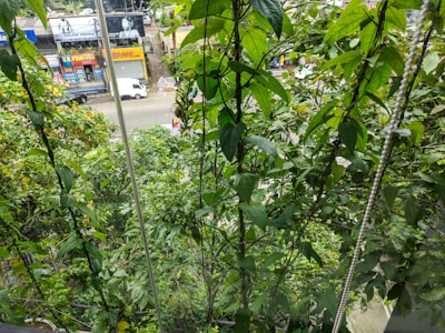 Dense green foliage fills the foreground, with a view of a street and buildings in the background. The leaves are lush and vibrant, suggesting a healthy growth of plants. There are vehicles and billboards visible through the gaps in the foliage.
