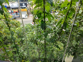 Dense green foliage fills the foreground, with a view of a street and buildings in the background. The leaves are lush and vibrant, suggesting a healthy growth of plants. There are vehicles and billboards visible through the gaps in the foliage.
