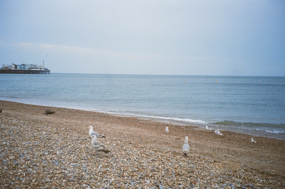 a group of seagulls standing on a beach next to the ocean