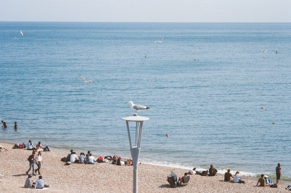 a seagull sitting on top of a light post on a beach