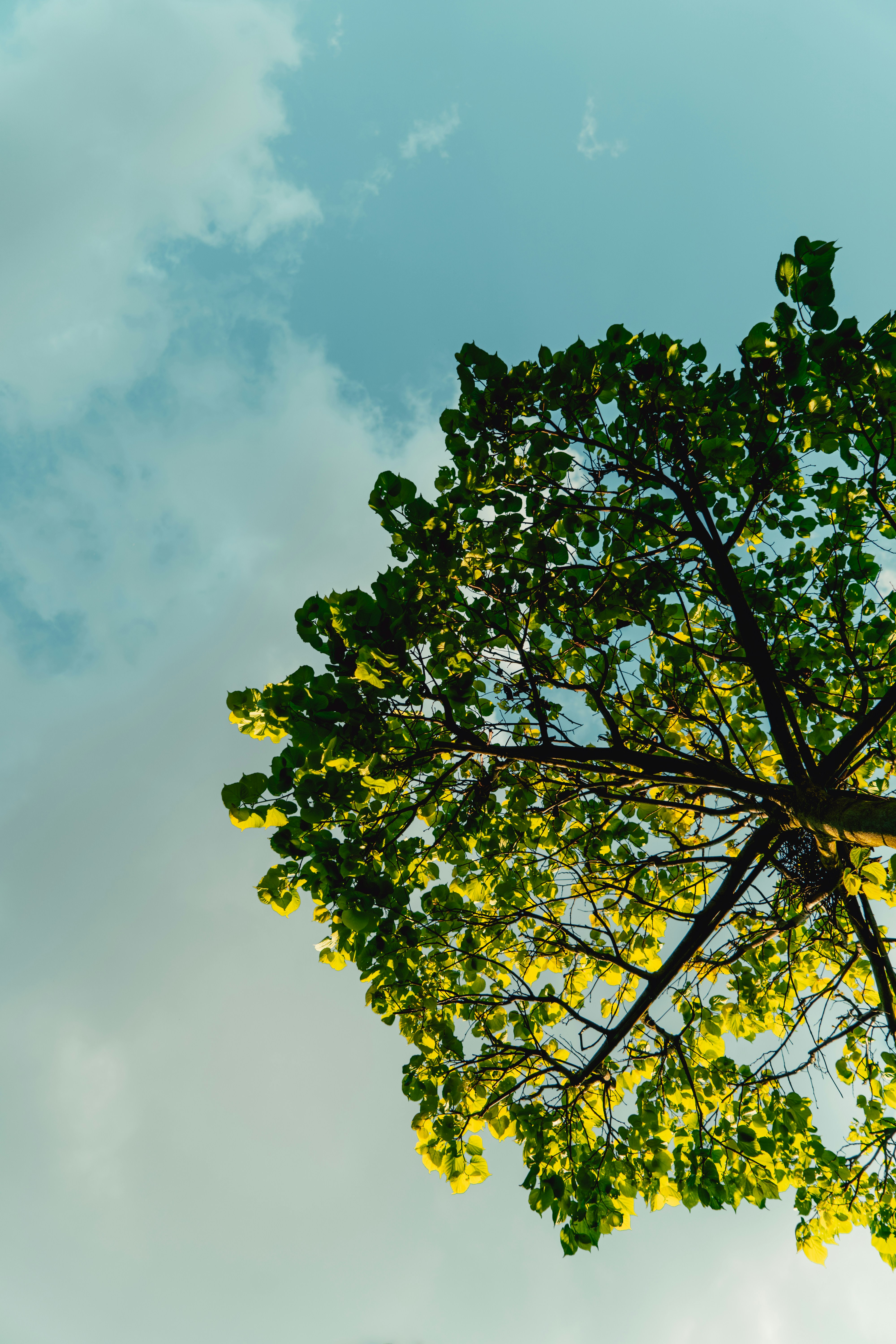 illustrazione di albero di norvegesi su sfondo bianco 5298665 Arte  vettoriale a Vecteezy, image size:3000x4500