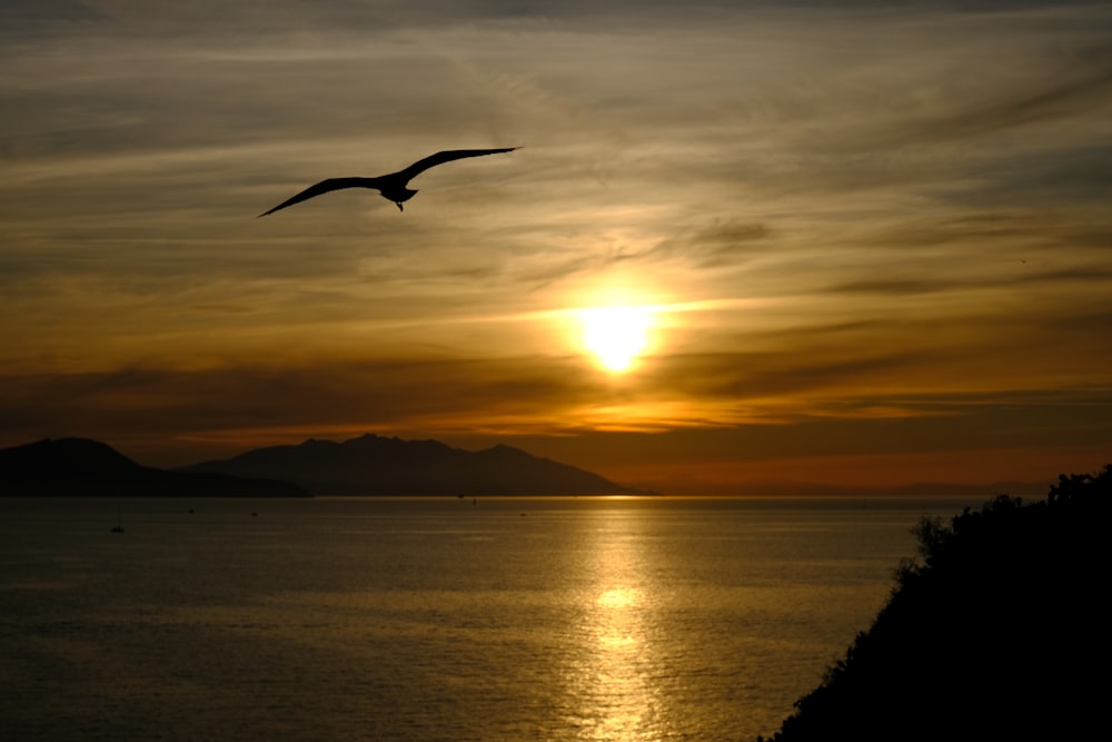 Ein Vogel, der bei Sonnenuntergang über ein Gewässer fliegt