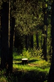 Sunlight filtering through tall trees onto a minimalist wooden bench beside a still lake.