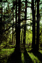 Sunlight filtering through tall trees onto our farm’s rich soil beds, ready for the next planting cycle.